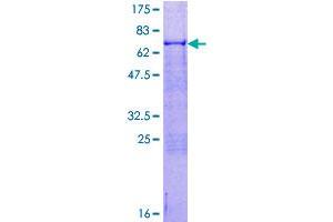 SDS-PAGE (SDS) image for Atonal Homolog 1 (Drosophila) (ATOH1) (AA 1-354) protein (GST tag) (ABIN1775683)