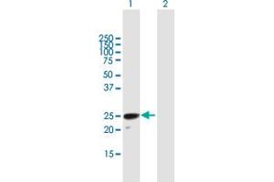 Western Blot analysis of H1FOO expression in transfected 293T cell line by H1FOO MaxPab polyclonal antibody. (H1FOO anticorps  (AA 1-207))