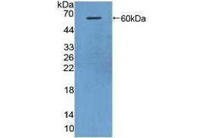 Western blot analysis of recombinant Mouse HRG. (HRG anticorps  (AA 93-328))