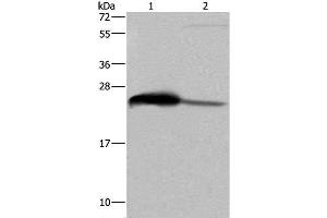 Western Blot analysis of Human testis tissue and HepG2 cell using GSTA3 Polyclonal Antibody at dilution of 1:250 (GSTA3 anticorps)
