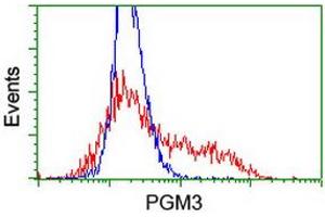 HEK293T cells transfected with either RC201522 overexpress plasmid (Red) or empty vector control plasmid (Blue) were immunostained by anti-PGM3 antibody (ABIN2455863), and then analyzed by flow cytometry. (Phosphoglucomutase 3 anticorps)