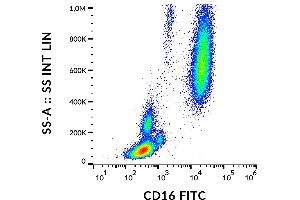 Flow cytometry analysis (surface staining) of human peripheral blood cells with anti-human CD16 (MEM-154) FITC. (CD16 anticorps  (FITC))