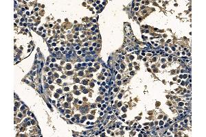 ABIN7097063 and ABIN7101130 at 1/100 staining mouse testis tissue by IHC-P. (FAM161B anticorps)