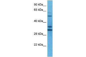 Host:  Rabbit  Target Name:  TEAD2  Sample Tissue:  Human U937 Whole Cell  Antibody Dilution:  1ug/ml (TEAD2 anticorps  (N-Term))