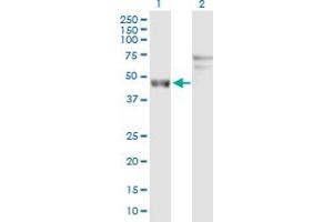 Western Blot analysis of ARL6IP4 expression in transfected 293T cell line by ARL6IP4 MaxPab polyclonal antibody.