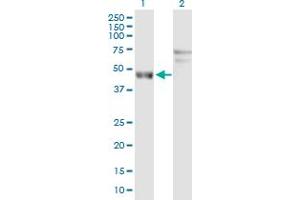 Western Blot analysis of ARL6IP4 expression in transfected 293T cell line by ARL6IP4 MaxPab polyclonal antibody. (ARL6IP4 anticorps  (AA 1-360))