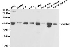 Western blot analysis of extracts of various cell lines, using CDC25C antibody. (CDC25C anticorps)