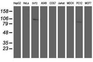 Image no. 4 for anti-Anaphase Promoting Complex Subunit 2 (ANAPC2) antibody (ABIN1496637) (ANAPC2 anticorps)