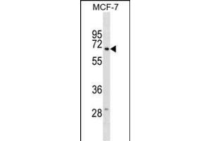 GGT6 Antibody (N-term) (ABIN1539190 and ABIN2849091) western blot analysis in MCF-7 cell line lysates (35 μg/lane). (gGT6 anticorps  (N-Term))