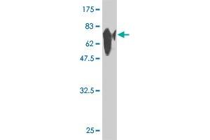 Western Blot detection against Immunogen (80 KDa) .