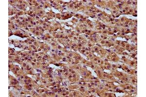 IHC image of ABIN7167744 diluted at 1:200 and staining in paraffin-embedded human adrenal gland tissue performed on a Leica BondTM system.