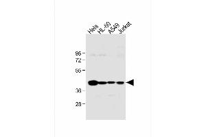 All lanes : Anti-HLA-B Antibody (N-term) at 1:1000 dilution Lane 1: Hela whole cell lysate Lane 2: HL-60 whole cell lysate Lane 3: A549 whole cell lysate Lane 4: Jurkat whole cell lysate Lysates/proteins at 20 μg per lane. (HLA-B anticorps  (N-Term))