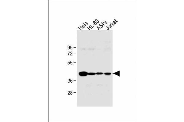 HLA-B Antikörper  (N-Term)
