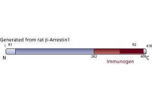 Image no. 2 for anti-Arrestin, beta 1 (ARRB1) (AA 262-409) antibody (ABIN968033) (beta Arrestin 1 anticorps  (AA 262-409))