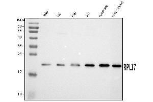 Western blot analysis of RPL17 using anti-RPL17 antibody (ABIN7601639).