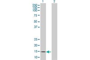 Western Blot analysis of CREBL2 expression in transfected 293T cell line by CREBL2 MaxPab polyclonal antibody.