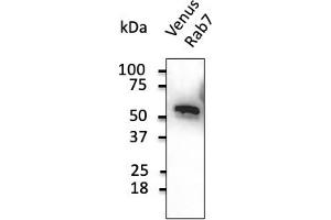 Western Blotting (WB) image for anti-Green Fluorescent Protein (GFP) antibody (ABIN6254149) (GFP anticorps)