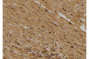 ABIN6276385 at 1/100 staining Rat heart tissue by IHC-P. (CDCA8 anticorps)