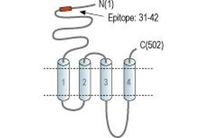 anti-Cholinergic Receptor, Nicotinic, alpha 7 (Neuronal) (CHRNA7) (AA 31-42), (Extracellular), (N-Term) antibody