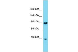 Western Blotting (WB) image for anti-Ring Finger Protein 216 (RNF216) (N-Term) antibody (ABIN2774202)