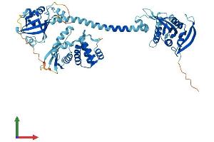 AlphaFold protein structure predicition of Human Recombinant GUCY1B1 Protein, UniprotID Q02153