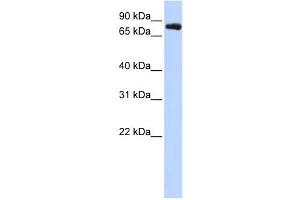 Western Blotting (WB) image for anti-Potassium Voltage-Gated Channel, Shaw-Related Subfamily, Member 3 (KCNC3) antibody (ABIN2458131)