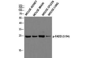 Western Blot (WB) analysis of Mouse Kidney Mouse Brain Mouse Spleen Mouse Lung using p-FADD (S194) antibody. (FADD anticorps  (pSer194))