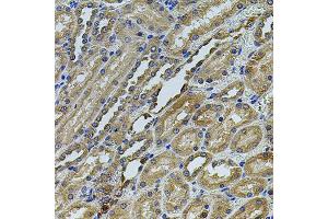Immunohistochemistry of paraffin-embedded rat kidney using ANXA8L2 antibody (ABIN5975720) at dilution of 1/100 (40x lens). (ANXA8L2 anticorps)