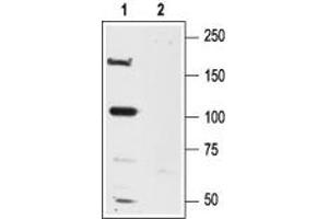 Western blot analysis of rat brain lysates: - 1.