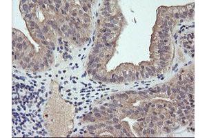 Image no. 2 for anti-RAB21, Member RAS Oncogene Family (RAB21) antibody (ABIN1500541) (RAB21 anticorps)