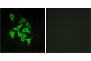 Immunofluorescence (IF) image for anti-Relaxin/insulin-Like Family Peptide Receptor 4 (RXFP4) (AA 321-370) antibody (ABIN2890786) (RXFP4 anticorps  (AA 321-370))