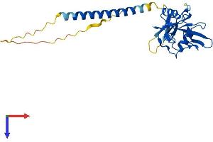 AlphaFold protein structure predicition of Mouse Recombinant Clec4a Protein, UniprotID Q9QZ15