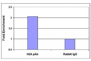 Histone H2A, acidic patch pAb tested by ChIP analysis. (Histone H2A, Idic Patch (AA 89-91) anticorps)