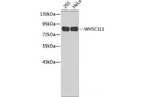 Western blot analysis of extracts of various cell lines using WHSC1L1 Polyclonal Antibody. (WHSC1L1 anticorps)