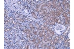 Detection of PEBP1 in Mouse Kidney Tissue using Polyclonal Antibody to Phosphatidylethanolamine Binding Protein 1 (PEBP1) (PEBP1 anticorps  (AA 2-187))