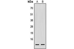 Western blot analysis of EIF1 expression in HEK293T (A), Raw264. (EIF1 anticorps  (C-Term))
