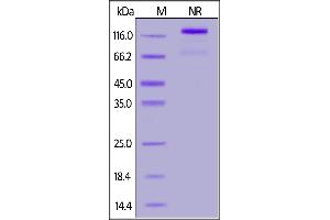 Human CD40 Ligand, Fc Tag (active trimer) (MALS verified) on  under ing (NR) condition.