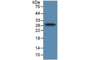 Rabbit Detection antibody from the kit in WB with Positive Control: Human heart lysate. (Prolactin Kit CLIA)