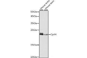 Western blot analysis of extracts of various cell lines using Cpsf4l Polyclonal Antibody at dilution of 1:1000. (CPSF4L anticorps)