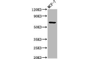 Western Blot Positive WB detected in: MCF-7 whole cell lysate All lanes: RYK antibody at 3. (RYK anticorps  (AA 494-586))