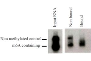N6-methyladenosine, mAb (17-3-4-1)  can be used to purify synthetic methylated transcripts. (N6-Methyladenosine anticorps)