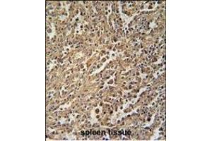 ENASE Antibody (Center) (ABIN655007 and ABIN2844642) immunohistochemistry analysis in formalin fixed and paraffin embedded human spleen tissue followed by peroxidase conjugation of the secondary antibody and DAB staining. (ENGASE anticorps  (AA 326-354))