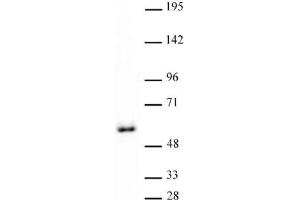 GATA-4 antibody (pAb) tested by Western blot. (GATA4 anticorps  (C-Term))