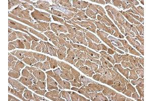 IHC-P Image DDB1 antibody [C3], C-term detects DDB1 protein at cytosol and nucleus on mouse heart by immunohistochemical analysis.