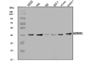 Western blot analysis of ADRM1/ARM-1 using anti-ADRM1/ARM-1 antibody (ABIN7600108).