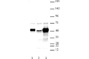 C17orf96 antibody (pAb) tested by Western blot. (C17ORF96 anticorps  (AA 59-229))