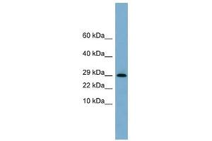 ERP29 antibody used at 1 ug/ml to detect target protein. (ERP29 anticorps  (N-Term))