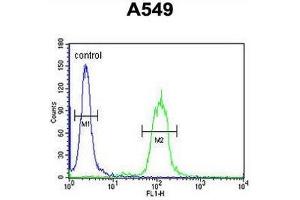 CLU Antibody (N-term) flow cytometric analysis of A549 cells (right histogram) compared to a negative control cell (left histogram). (Clusterin anticorps  (N-Term))