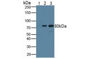 Figure. (BRCA1 anticorps  (AA 19-83))