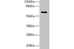 Western blot All lanes: CWF19L1 antibody at 4 μg/mL + Raji whole cell lysate Secondary Goat polyclonal to rabbit IgG at 1/10000 dilution Predicted band size: 61, 28, 46 kDa Observed band size: 61 kDa (CWF19L1 anticorps  (AA 101-330))